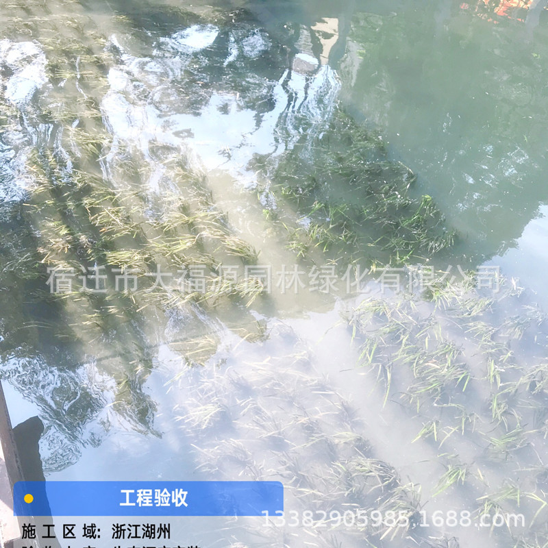 人工生態(tài)河床 種植毯 植草墊 沉水植物草墊 水下森林工廠(chǎng)直供