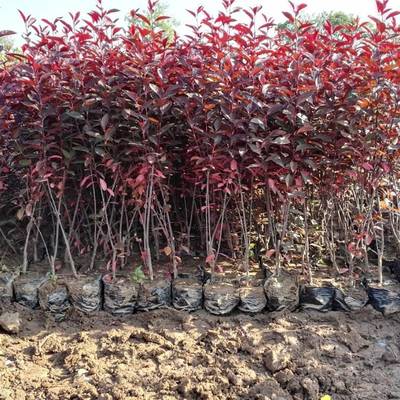 紫葉矮櫻種植戶(hù)在哪 大學(xué)生創(chuàng)業(yè)基地 紫葉矮櫻苗