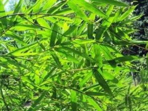 圖 北京園林綠化設(shè)計園林綠化施工苗木種植草坪種植 北京工裝裝修