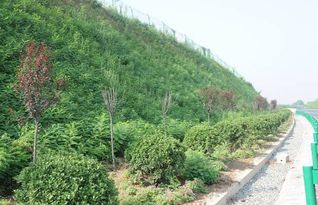 小區(qū)綠化綠化報(bào)價(jià) 廠(chǎng)家