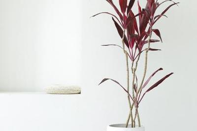 武漢花卉租擺,武漢園林工程,武漢綠化養(yǎng)護(hù)_百業(yè)搜