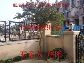 蘇州園林綠化 從設計、施工到養(yǎng)護的古典與現(xiàn)代融合之道